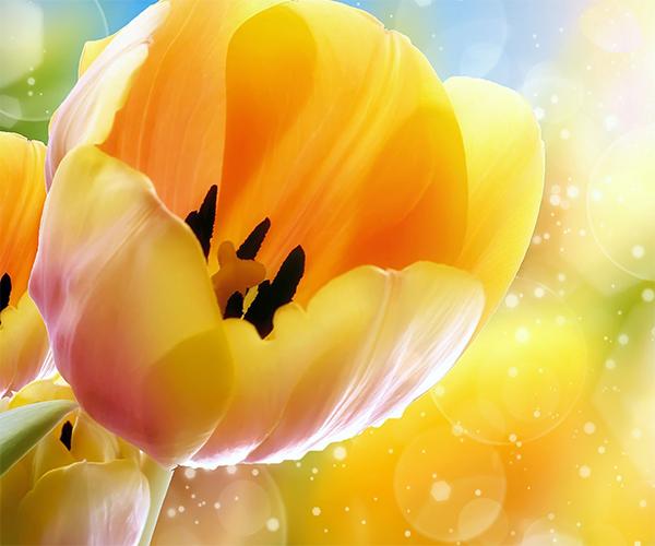 Tulip Live Wallpaper