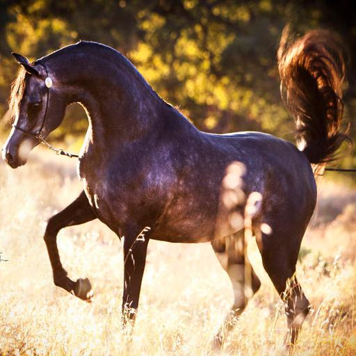 Cool Arabian Horse Game