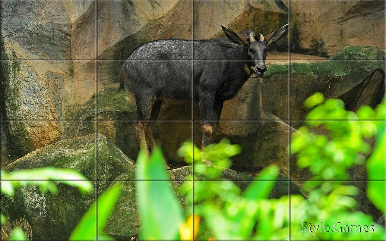 Wildlife Puzzle
